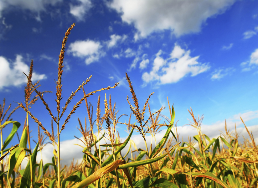Biofuels seek greener future